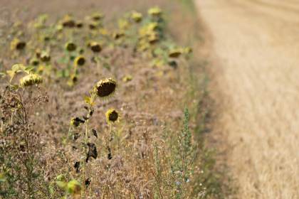 La sequía golpea el campo europeo mientras España resiste bajo alerta por picos de calor