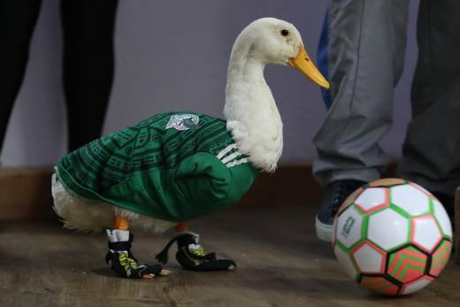 Autoridades otorgan el registro de la marca 'Pato Merlín' a su propietaria en México