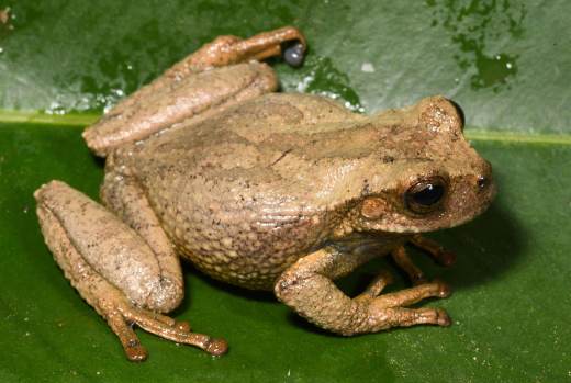 Descubren en bosques de Andes peruanos a una nueva especie de rana marsupial