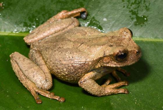 Descubren en bosques de Andes peruanos a una nueva especie de rana marsupial