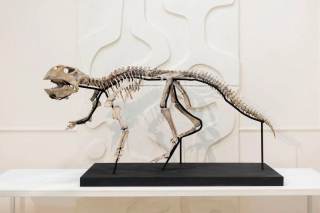 Esqueletos de dinosaurio y fósiles, artículos de lujo a la venta en una galería de Moscú