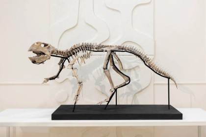 Esqueletos de dinosaurio y fósiles, artículos de lujo a la venta en una galería de Moscú