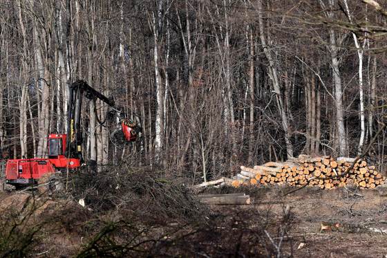 Bruselas rebaja exigencias de la ley de deforestación a las pymes y retira el cuero