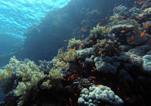 Una cuarta parte de las áreas marinas protegidas da resultados significativos