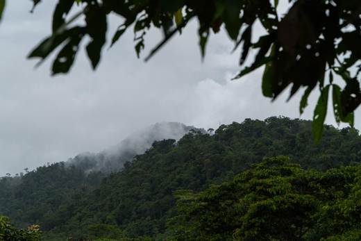 La cultura y conocimientos de la Amazonía, en peligro por la pérdida de especies vegetales