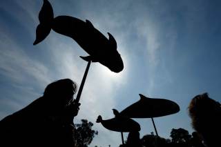 La situación de la vaquita marina mexicana, a examen en la próxima reunión de CITES