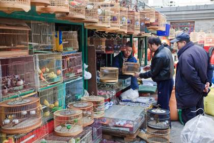 El comercio de especies aumenta la transmisión de patógenos y el riesgo de pandemias