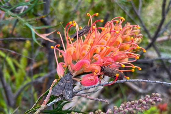 Una invasión de polillas devuelve la esperanza por una especie en peligro en Australia