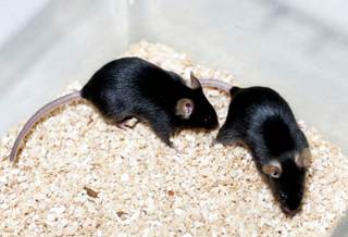 Un estudio con ratones revela que los daños de los azúcares artificiales pasan a los hijos