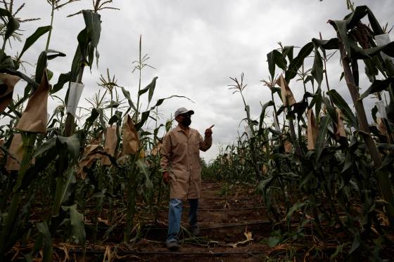 El 58 % de productores del campo en México sufrió pérdidas por factores climáticos en 2025