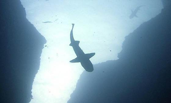 Tiburones con sensores ayudan a mejorar los pronósticos climáticos de áreas lejanas del mar