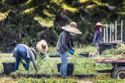 Agro de Norteamérica pide a México, EE.UU y Canadá renovar y fortalecer el T-MEC