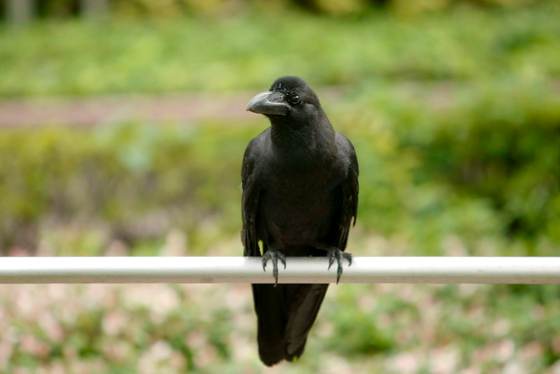 ¿Los cuervos son inteligentes? Todo indica que sí