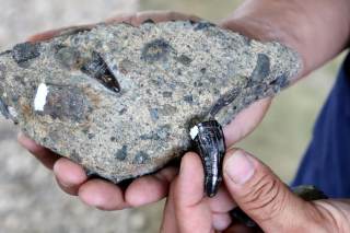 Amado y Cristian, los hermanos que han hallado miles de fósiles de megafauna en Costa Rica