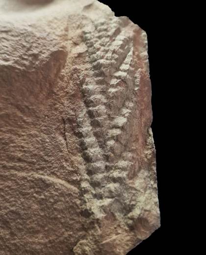 Descubren un fósil de Charnia, uno de los animales más antiguos, con 560 millones de años