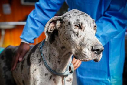Los perros más grandes envejecen antes y la respuesta puede estar en los genes saltarines