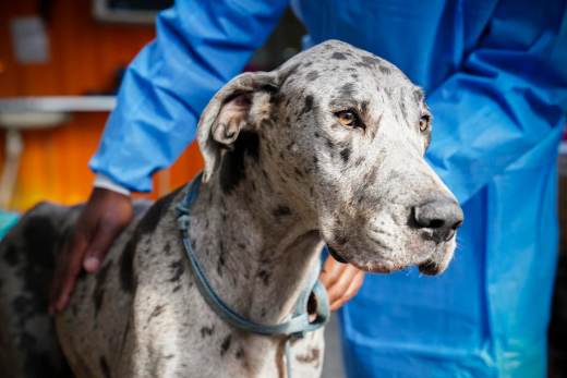 Los perros más grandes envejecen antes y la respuesta puede estar en los genes saltarines