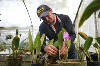 Colombia hace gala de la diversidad de sus miles de orquídeas
