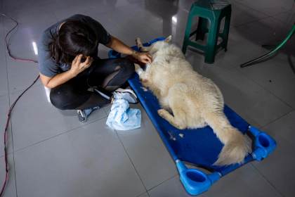 Mascotas víctimas de los sismos en Venezuela esperan por un hogar