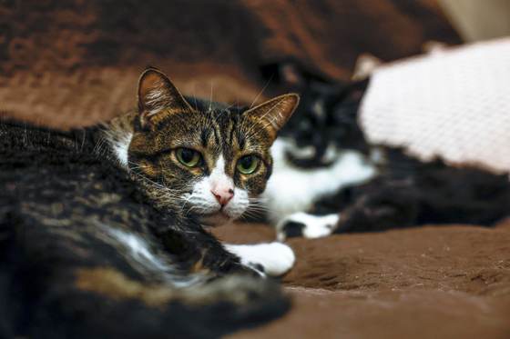 La Eurocámara da luz verde a la primera legislación para mejorar el bienestar de perros y gatos