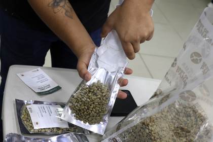 El clima golpea la producción en Panamá del café más caro del mundo, mas no su calidad