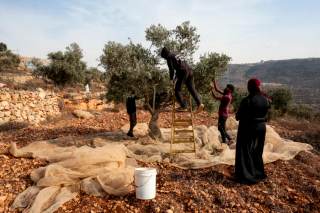 La violencia de colonos israelíes marca el inicio de la colecta de aceituna en Cisjordania