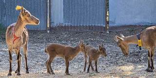 Nacen tres cabras montesas por fecundación in vitro obtenidas a partir de animales muertos