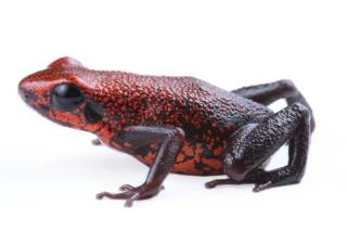 Descubren en Ecuador una especie "desconcertante" de rana venenosa amenazada
