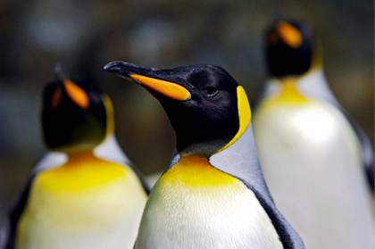 El pingüino emperador y el lobo fino antártico en peligro por el cambio climático