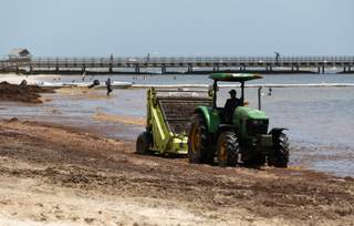 El sargazo en las playas preocupa en República Dominicana, una potencia turística caribeña