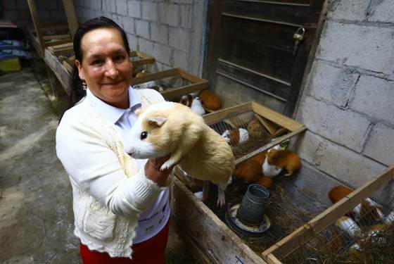 El giro del Ecuador rural: cuyes, leche, café y agua potable vencen pobreza y desnutrición
