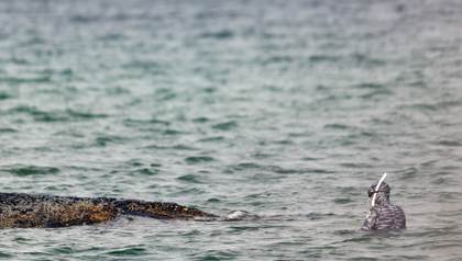 Un experto habla de "día decisivo" para la ballena atrapada en la costa alemana del Báltico