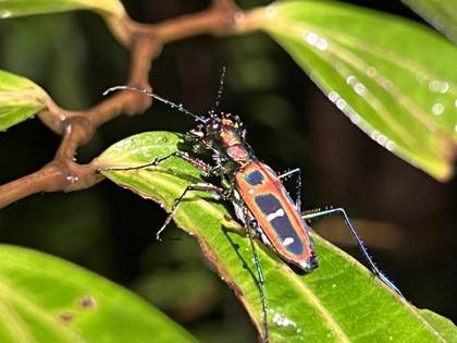 El árbol de la vida sigue expandiéndose: cada año se describen 700 nuevos géneros