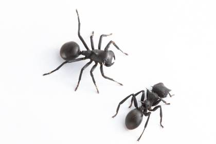 Describen una nueva especie de araña que imita a hormigas para cazar y evitar depredadores