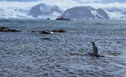 Greenpeace pide a Gobierno chileno reingreso de decreto que protege a Pingüino de Humboldt
