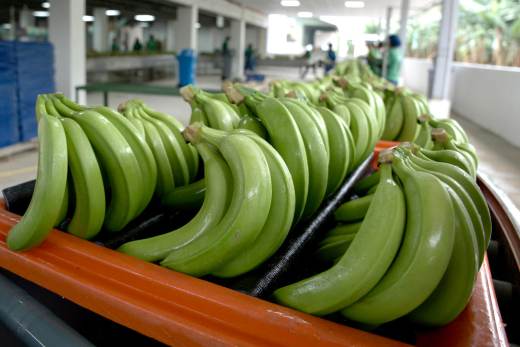 Detrás de éxito del banano de Ecuador: inversión en sostenibilidad que precios no reflejan