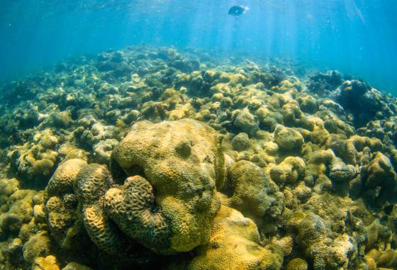 Los arrecifes aún pueden regenerarse si se controla la subida de la temperatura del mar