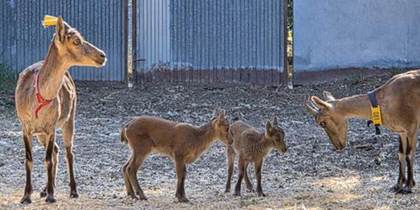 Nacen tres cabras montesas por fecundación in vitro obtenidas a partir de animales muertos