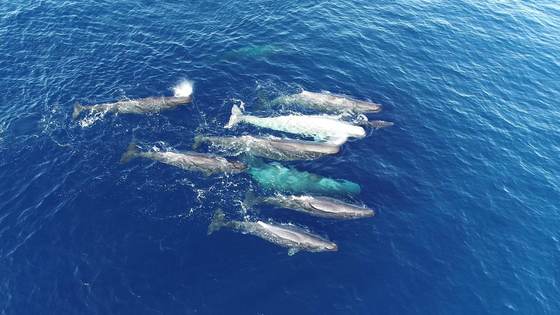 Los cachalotes del Mediterráneo han hecho evolucionar sus "dialectos"
