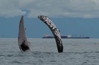 Neville Ash (UNEP): "Todo lo inferior a un 30 % de zonas protegidas en 2030 nos hará retroceder"