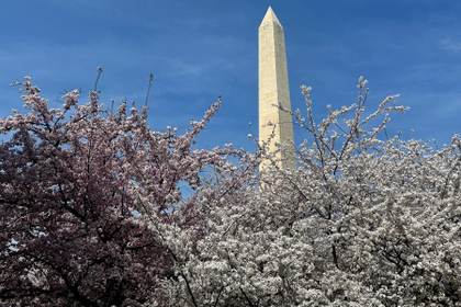 Los cerezos tiñen Washington de rosa por adelantado en el año del 250 aniversario nacional