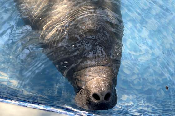 Primer rescate de bebé manatí en Costa Rica: Un esfuerzo único por su vida