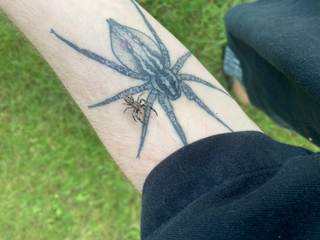 Un estudio alerta del peligro que supone el desconocimiento de las arañas