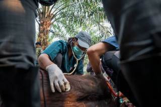 Un orangután de Borneo, en peligro de extinción, muere en los incendios de Indonesia
