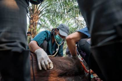 Un orangután de Borneo, en peligro de extinción, muere en los incendios de Indonesia