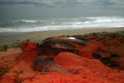 La tortuga marina más grande del mundo vuelve a anidar en Panamá después de casi diez años