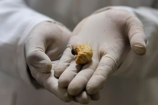 Universidad boliviana prueba harina de larvas de escarabajo para enriquecer alimentos