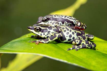 El "santuario" de ranas que busca frenar su extinción y el tráfico ilegal en Ecuador