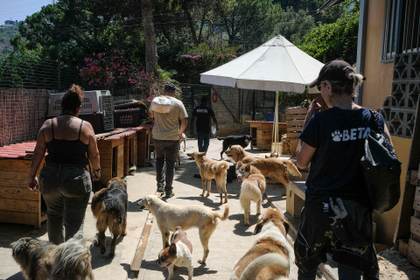 Las mascotas que sobrevivieron a la guerra encuentran refugio en las montañas del Líbano