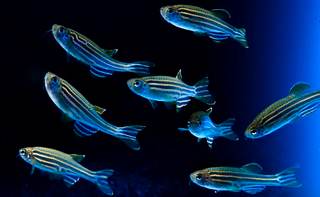 Hallan fragmentos genéticos en peces esenciales para indicar al cerebro cuándo descansar
